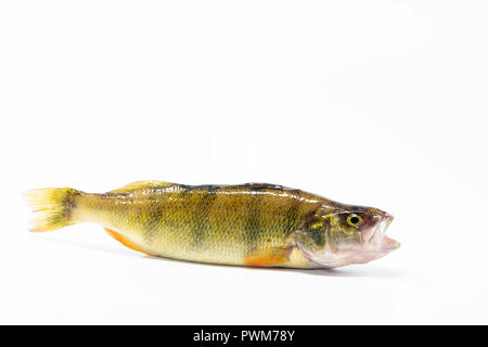 Fresh river trout, isolated on white background. Stock Photo