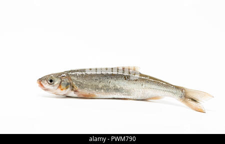 Pan fish isolated on white background Stock Photo