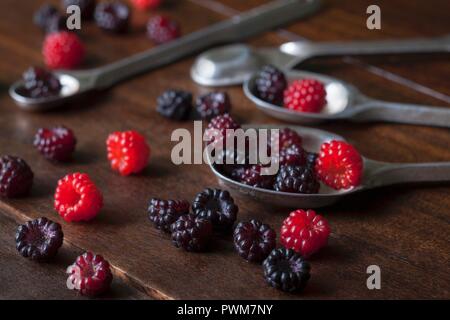 Freshly picked red and black wild raspberries on silver spoons on a wooden surface Stock Photo