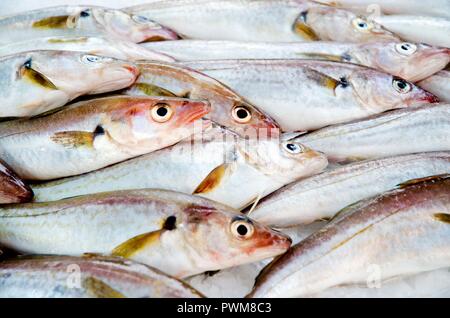 Whiting at a fish market Stock Photo