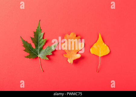 Three leaves on red background. Leaves of maple, oak and poplar. Top view. Stock Photo