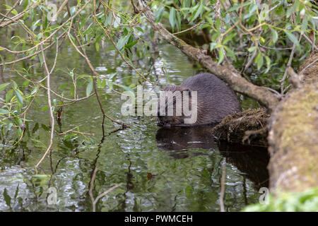 Euroasian Beaver (Castor fiber) eating willow on the river Ericht, near Blairgowrie, Scotland, UK. Stock Photo
