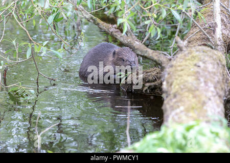 Eurasian Beaver (Castor fiber) on the river Ericht, near Blairgowrie, Scotland, UK. Stock Photo