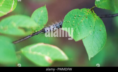 Close-up of a Gypsy Moth, or Lymantria dispar dispar, caterpillar on a stem under green leaves in the forest Stock Photo