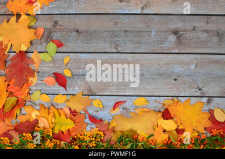 Autumn colored leaves of different trees on the background of old boards Stock Photo