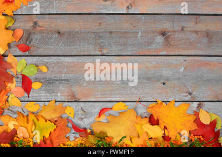 Autumn colored leaves of different trees on the background of old boards Stock Photo