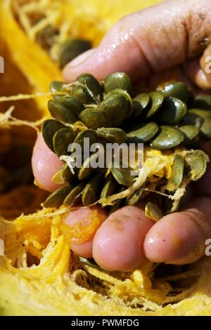 A hand holding fresh pumpkin sees (close-up) Stock Photo