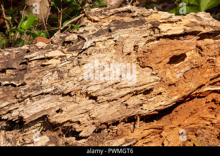 A close up view of a fallen tree trunk that was died and the white ants have eaten away the bark and wood leaving groves and holes in the wood Stock Photo