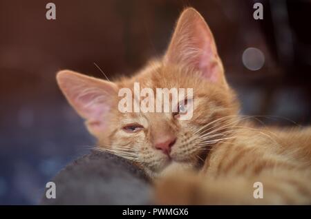 Adorable ginger kitten lying down on a pillow - selective focus with bokeh background. Stock Photo