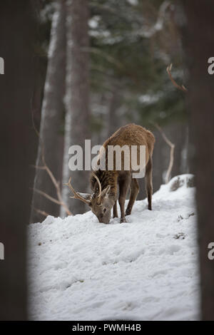 Red deer stag (Cervus elaphus) in a Scottish woodland in the snow, during winter. Stock Photo