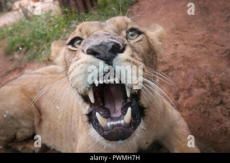 female lion showing teeth , looking at camera  - Stock Photo