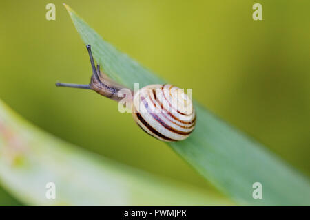White Lipped Banded Snail on the edge of a green leaf in a garden with blurred background Stock Photo