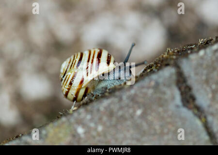 White Lipped Banded Snail on the edge of a wall in a garden Stock Photo