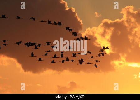 Silhouettes of Cranes( Grus Grus) at Sunset Germany Baltic Sea Stock Photo