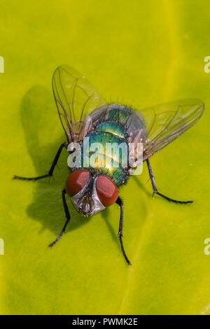 Close up of a Common Green bottle Fly resting on a green leaf Stock Photo