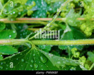 Close up water droplets on green leaves with a blurred background in a garden Stock Photo