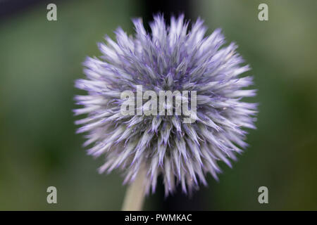 Close up of a blue Ruthenian Globe Thistle or Echinops Bannaticus with blurred background in a garden Stock Photo