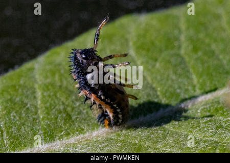 Close up of a Harlequin Ladybird Larvae resting on a green willow leaf in a garden Stock Photo