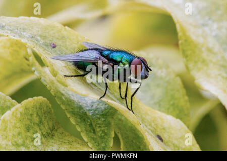 Close up of a Common Green bottle Fly resting on a green leaf Stock Photo