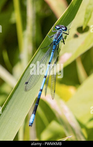 Close up of a blue damselfly resting on a green leaf with blurred background Stock Photo