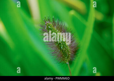 Close up of green foxtail grass with hints of purple with blurred green grass background. Also known as Setaria Viridis Stock Photo