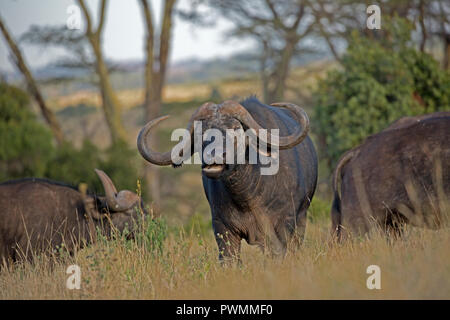 Closeup African buffalo Syncerus caffer Lewa Wildlife Conservancy Kenya Stock Photo