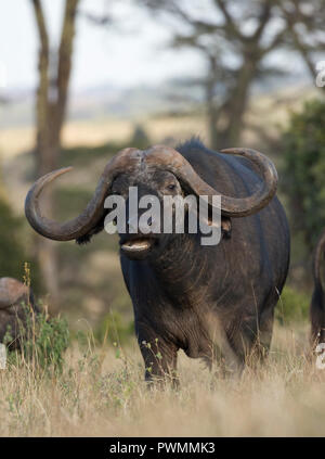 Closeup African buffalo Syncerus caffer Lewa Wildlife Conservancy Kenya Stock Photo