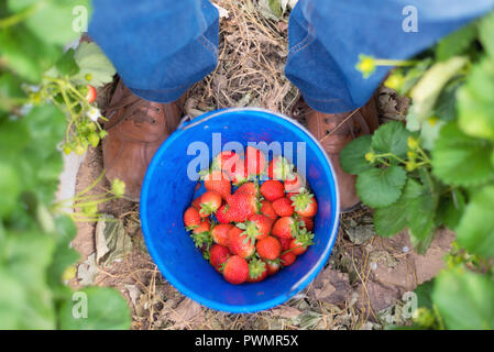 Farmer picking strawberries in a greenhouse Stock Photo