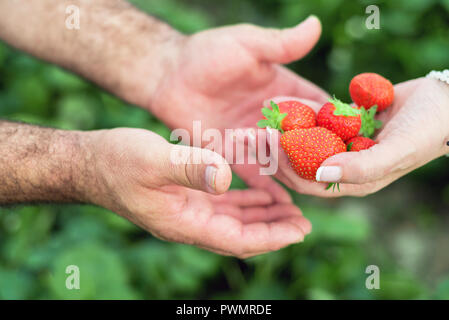 Farmer hands and woman hands holding handful of ripe strawberries, farm field in background. Stock Photo