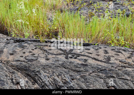 Petroglyphs  at Pu'uloa (Long Hill) along the Chain of Craters road, in volcano National Park on the island of Hawaii. The drawings are 400-700 years Stock Photo