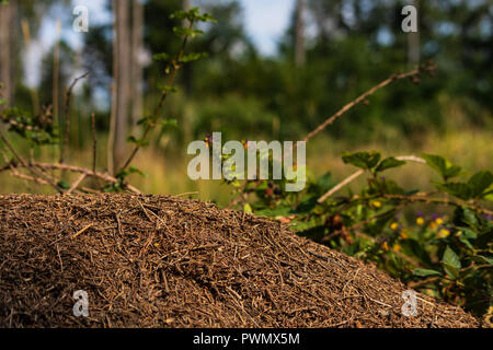 A small anthill in the deciduous forest. A mound in which ants live. Season of the summer. Stock Photo