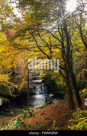 Blackling Hole in Autumn, Hamsterley Forest, County Durham, UK