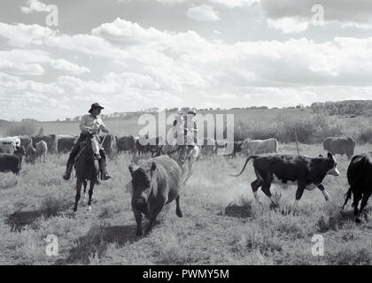Two men herding cattle while on horseback in the country. Stock Photo