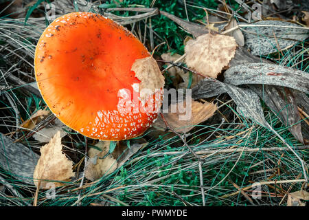 In the woods in a clearing grow mushrooms toadstools. The view from the top. Stock Photo