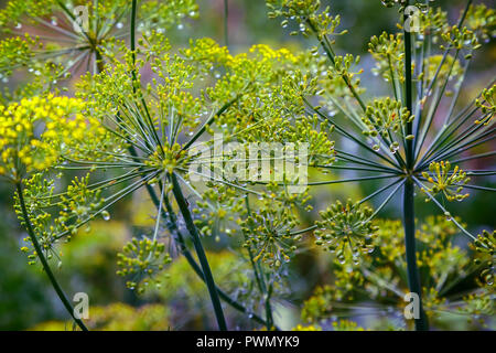 Sprigs of dill with inflorescences of seeds are covered with dew drops. Presented close-up. Stock Photo