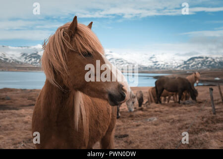 Icelandic horse with snowy mountains in Eyjafjordur Stock Photo