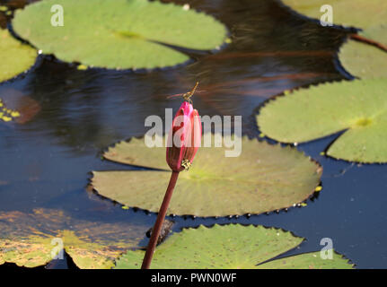 Dragonfly Resting on the Flower Bud of Vibrant Pink Lotus Stock Photo