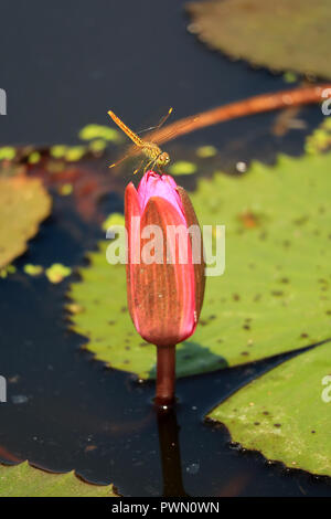 Closed up a Dragonfly Resting on the Flower Bud of Vibrant Pink Lotus Stock Photo