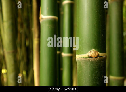 Closed up green bamboo tree trunk of the bamboo forest in Thailand, selective focus and blurred background Stock Photo