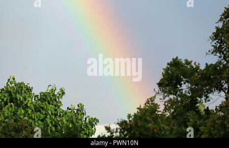Beautiful rainbow over the tree tops in the afternoon sunlight Stock Photo