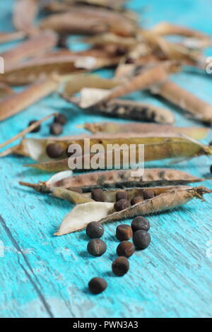 Lathyrus odoratus. Dried sweet pea pods with seeds that are ready to save for future planting, UK Stock Photo