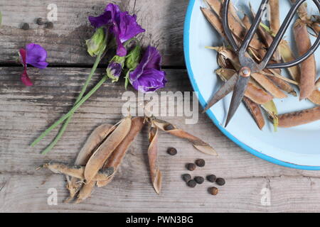 Lathyrus odoratus. Fading sweet pea blooms, dried sweet pea pods and sees ready to be saved for future planting, early autumn, UK Stock Photo