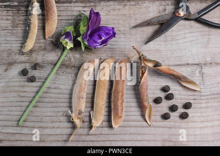 Lathyrus odoratus. Fading sweet pea blooms, dried sweet pea pods and sees ready to be saved for future planting, early autumn, UK Stock Photo