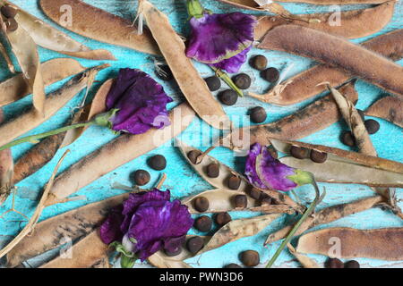Lathyrus odoratus. Fading sweet pea blooms, dried sweet pea pods and sees ready to be saved for future planting, early autumn, UK Stock Photo