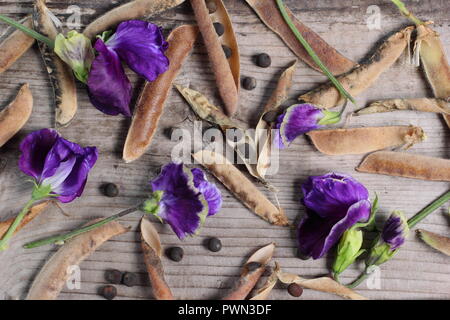 Lathyrus odoratus. Fading sweet pea blooms, dried sweet pea pods and sees ready to be saved for future planting, early autumn, UK Stock Photo