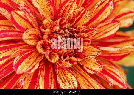 Close up of a beautiful red orange Dahlia Pinnata flower in a garden Stock Photo