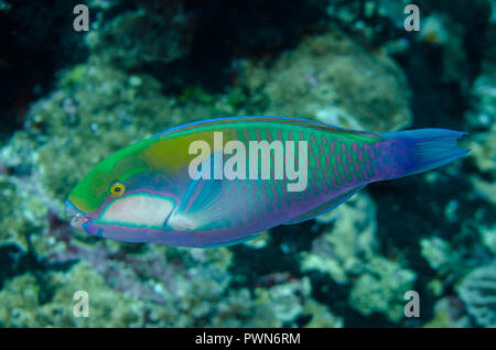 Bleeker's Parrotfish, Chlorurus bleekeri, Lava Flow dive site, Gunung Api, Bandanaira, Maluku, Banda Sea, Indonesia Stock Photo