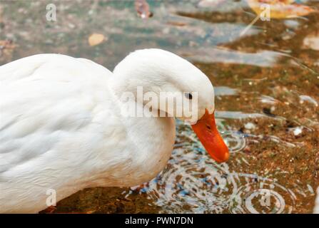 Wildlife Photoshooting in Athens National Garden, Beauty of Nature, Athens Greece Stock Photo