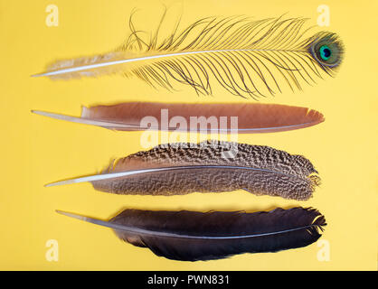 Collection feathers of birds isolated on green background .  Flat lay top view Stock Photo