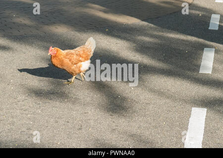 chicken crossing the road Stock Photo